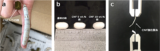 図1．CNF入りの餌を食べた蚕の繭から採取した糸の引張試験